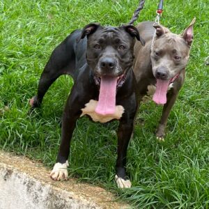 https://oextrato.com.br/2025/04/15/alianca-com-a-vida-cuidando-e-direcionando-animais-para-adocao-em-sao-paulo/