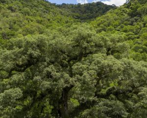 Desmatamento da Mata Atlântica tem queda de 28% em um