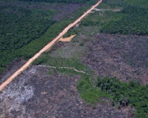 Desmatamento na Amazônia cai 36,87% no último ano
