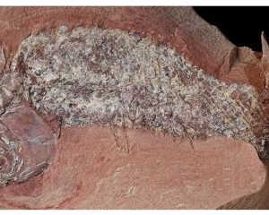 Estudo mostra fóssil de peixe pré-histórico encontrado em Mato Grosso
