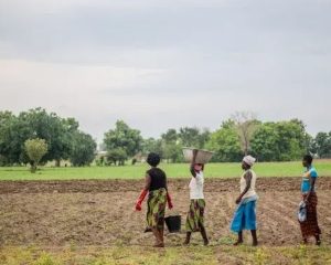 Grande Muralha Verde restaura 1,66 milhão de hectares