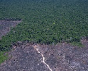 Países discutem solução para combustível fóssil e desmatamento ilegal