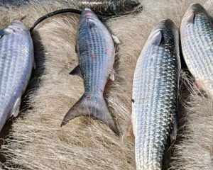 Pesca de tainha na modalidade arrasto de praia está suspensa