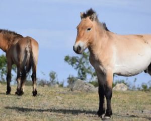 Takhi, o cavalo selvagem que virou símbolo de restauração na